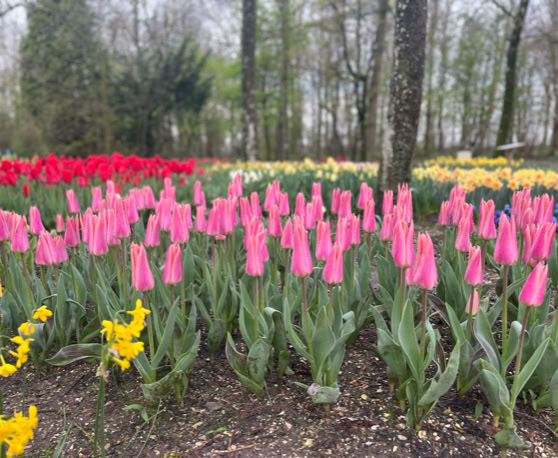 Maaike your local tourguide  wearing Dutch wooden shoes. Windmill, Tulips, Cheese, Zaanse Schans, Keukenhof, Volendam, Marken, Alkmaar.