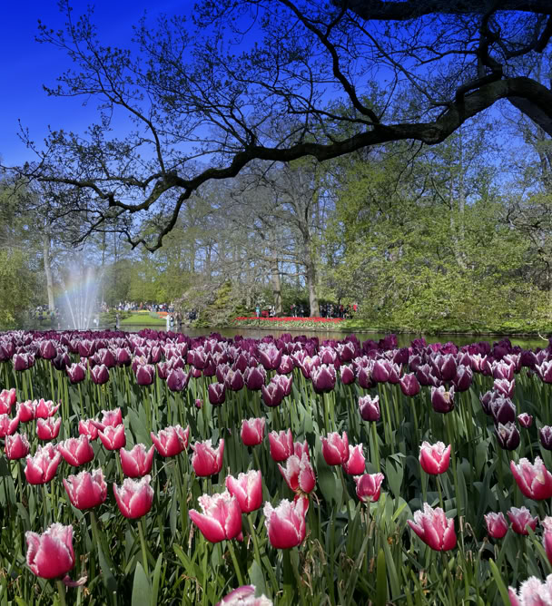 Maaike your local tourguide  wearing Dutch wooden shoes. Windmill, Tulips, Cheese, Zaanse Schans, Keukenhof, Volendam, Marken, Alkmaar.