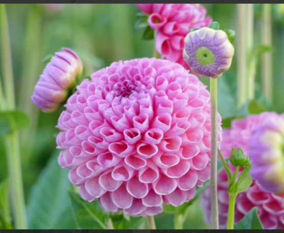 Maaike your local tourguide  wearing Dutch wooden shoes. Windmill, Tulips, Cheese, Zaanse Schans, Keukenhof, Volendam, Marken, Alkmaar.