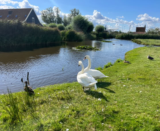 Maaike your local tourguide  wearing Dutch wooden shoes. Windmill, Tulips, Cheese, Zaanse Schans, Keukenhof, Volendam, Marken, Alkmaar.