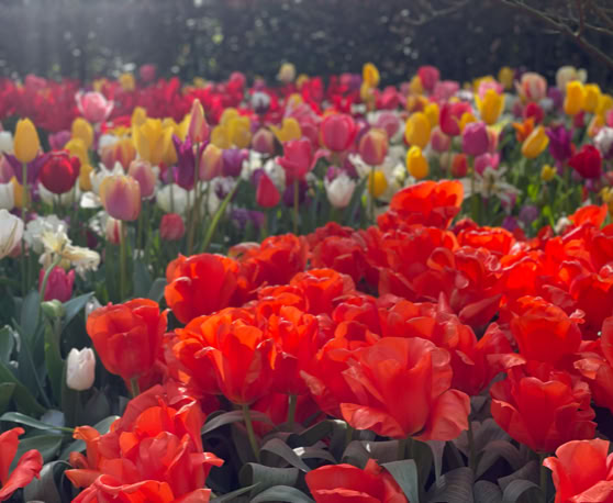 Maaike your local tourguide  wearing Dutch wooden shoes. Windmill, Tulips, Cheese, Zaanse Schans, Keukenhof, Volendam, Marken, Alkmaar.