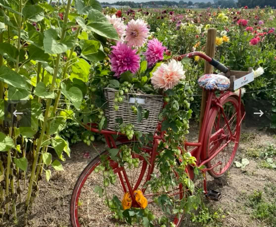 Maaike your local tourguide  wearing Dutch wooden shoes. Windmill, Tulips, Cheese, Zaanse Schans, Keukenhof, Volendam, Marken, Alkmaar.