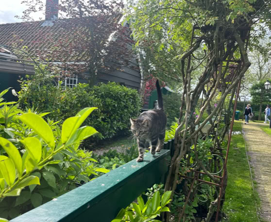 Maaike your local tourguide  wearing Dutch wooden shoes. Windmill, Tulips, Cheese, Zaanse Schans, Keukenhof, Volendam, Marken, Alkmaar.