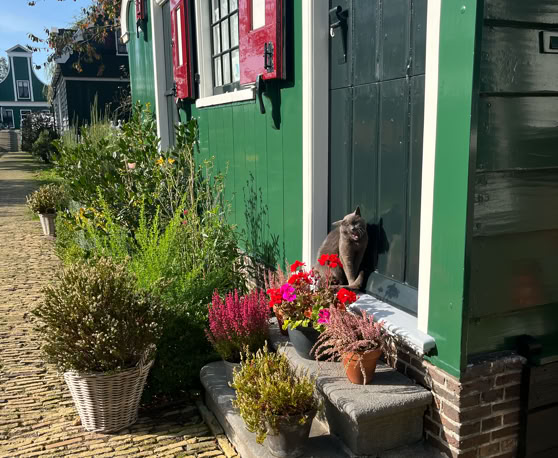 Maaike your local tourguide  wearing Dutch wooden shoes. Windmill, Tulips, Cheese, Zaanse Schans, Keukenhof, Volendam, Marken, Alkmaar.