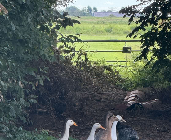 Maaike your local tourguide  wearing Dutch wooden shoes. Windmill, Tulips, Cheese, Zaanse Schans, Keukenhof, Volendam, Marken, Alkmaar.
